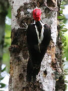 Guayaquil Woodpecker