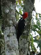 Guayaquil Woodpecker