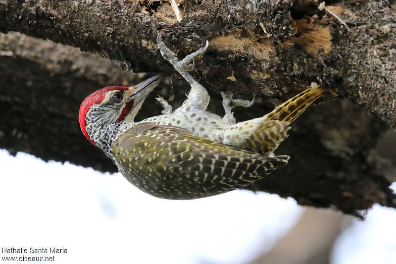 Nubian Woodpecker male adult, clues, Behaviour