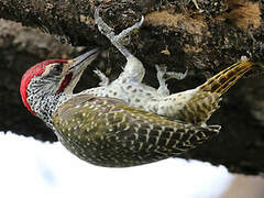 Nubian Woodpecker