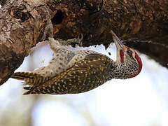 Nubian Woodpecker