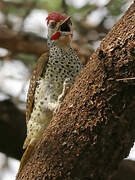 Nubian Woodpecker