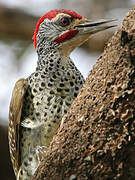 Nubian Woodpecker