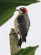 Black-cheeked Woodpecker