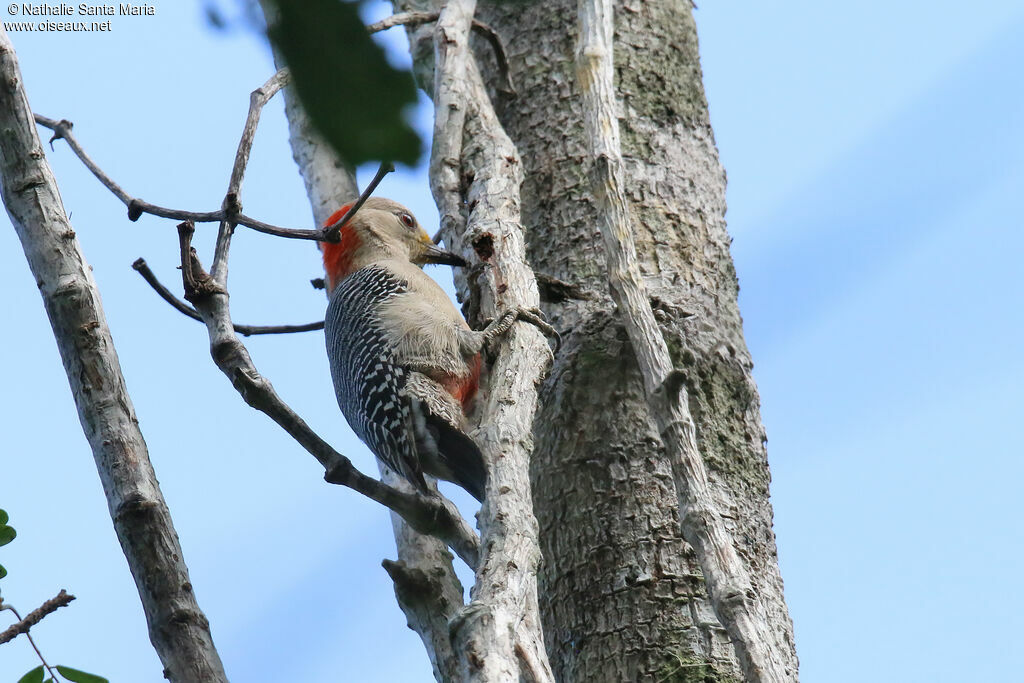 Yucatan Woodpeckeradult, identification