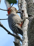 Yucatan Woodpecker