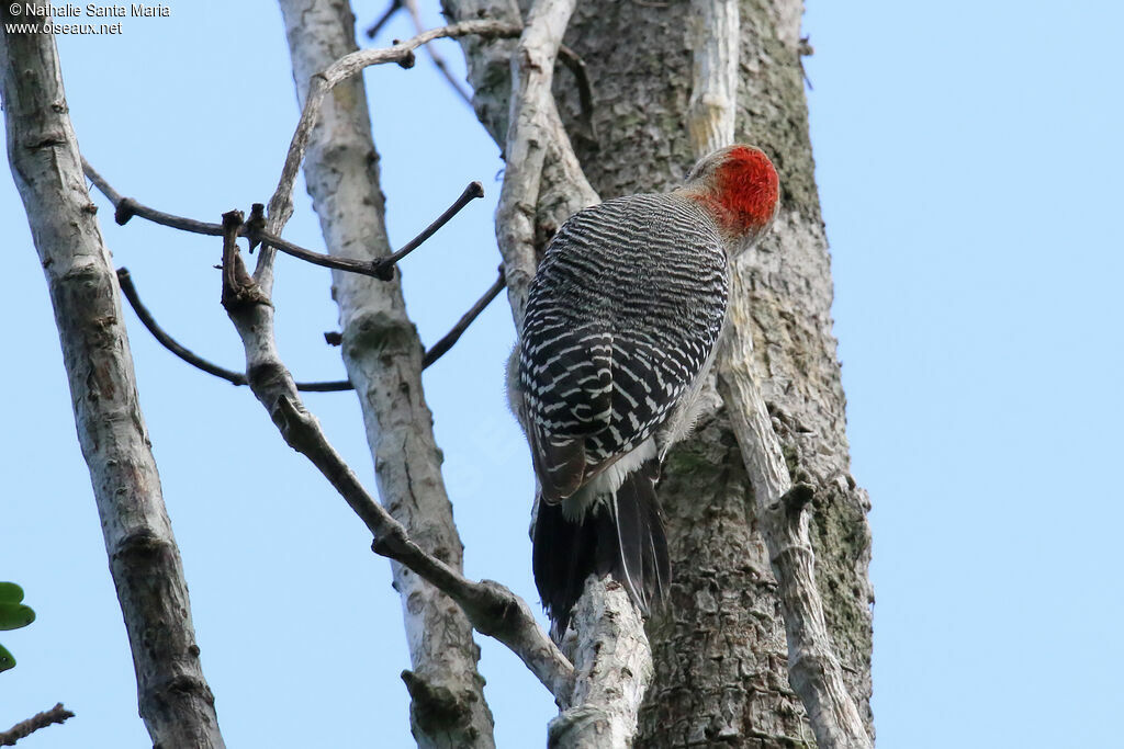 Yucatan Woodpeckeradult, identification