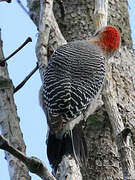 Yucatan Woodpecker