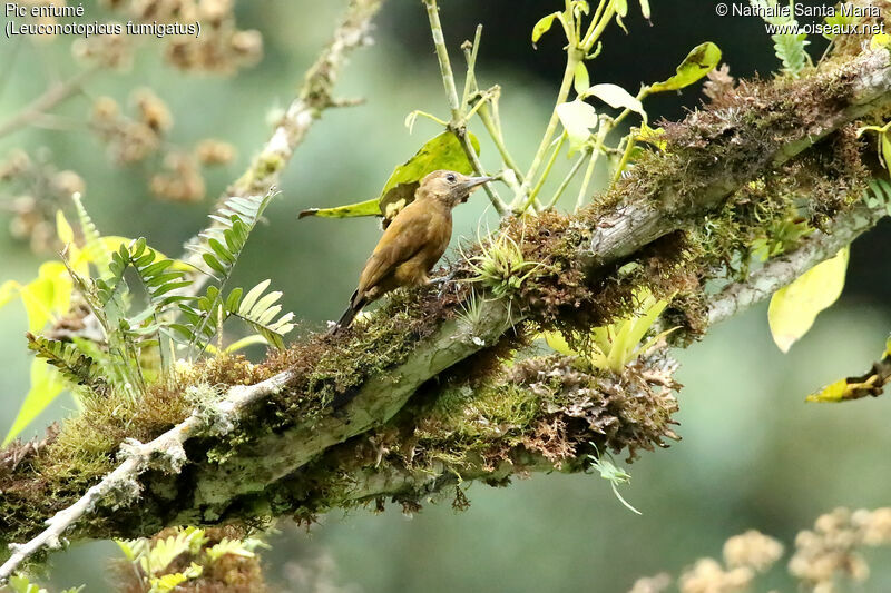 Smoky-brown Woodpecker female adult, habitat