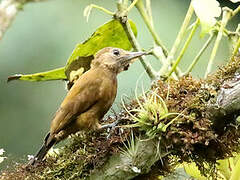 Smoky-brown Woodpecker