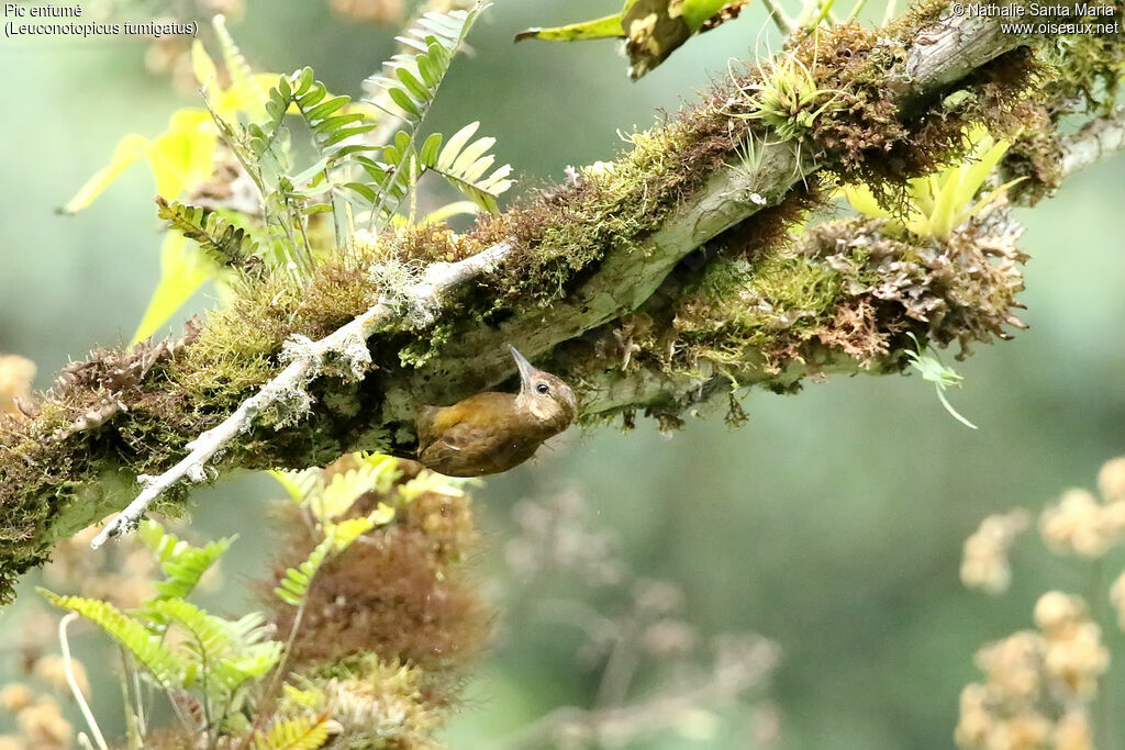 Smoky-brown Woodpecker female adult, habitat