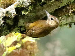 Smoky-brown Woodpecker