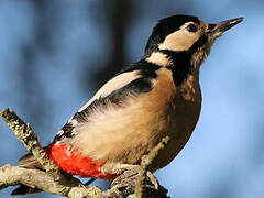 Great Spotted Woodpecker