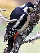 Great Spotted Woodpecker