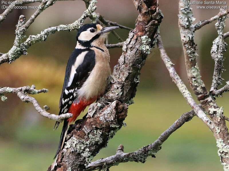 Great Spotted Woodpecker female adult, identification, Behaviour