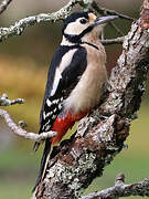 Great Spotted Woodpecker