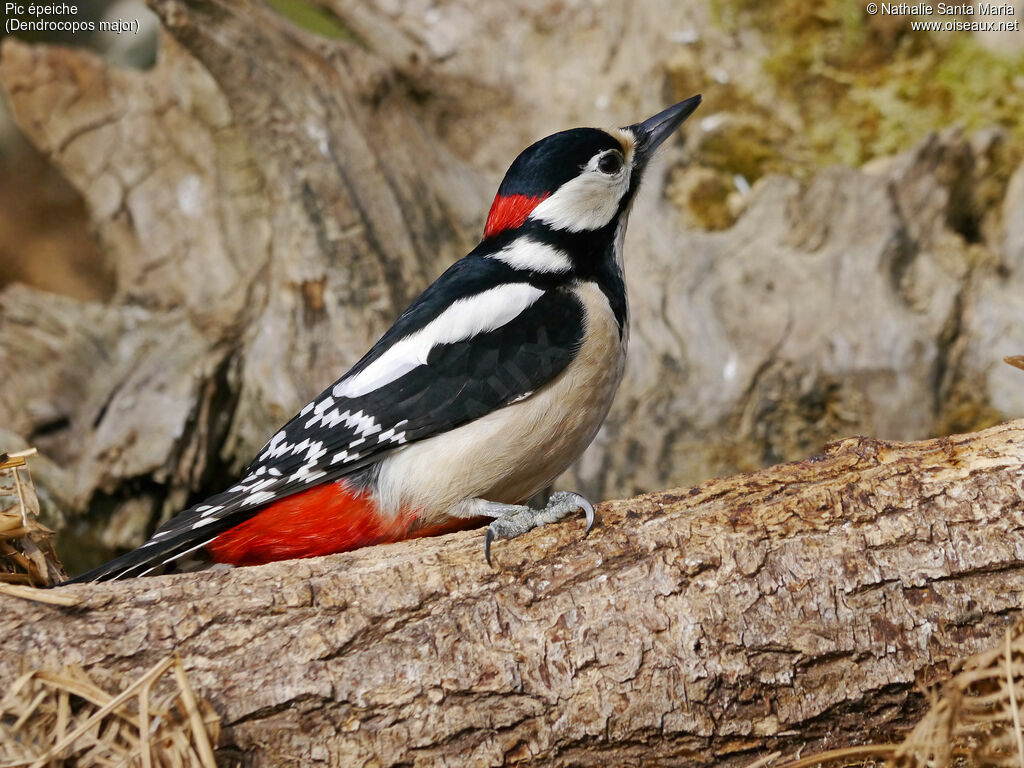 Great Spotted Woodpecker male adult, identification, Behaviour