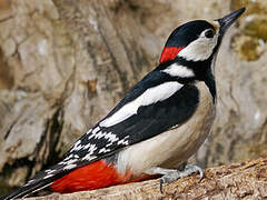 Great Spotted Woodpecker