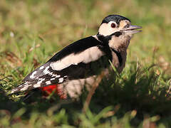 Great Spotted Woodpecker