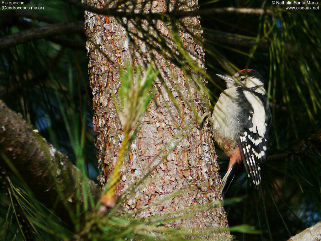 Pic épeiche mâle juvénile, identification, habitat, Comportement