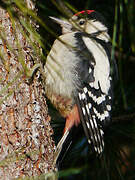 Great Spotted Woodpecker