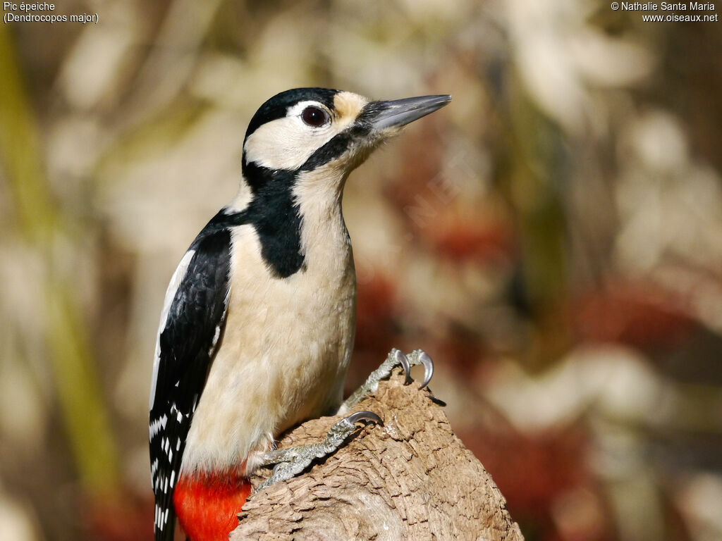 Great Spotted Woodpecker female adult, identification, Behaviour