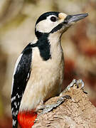 Great Spotted Woodpecker