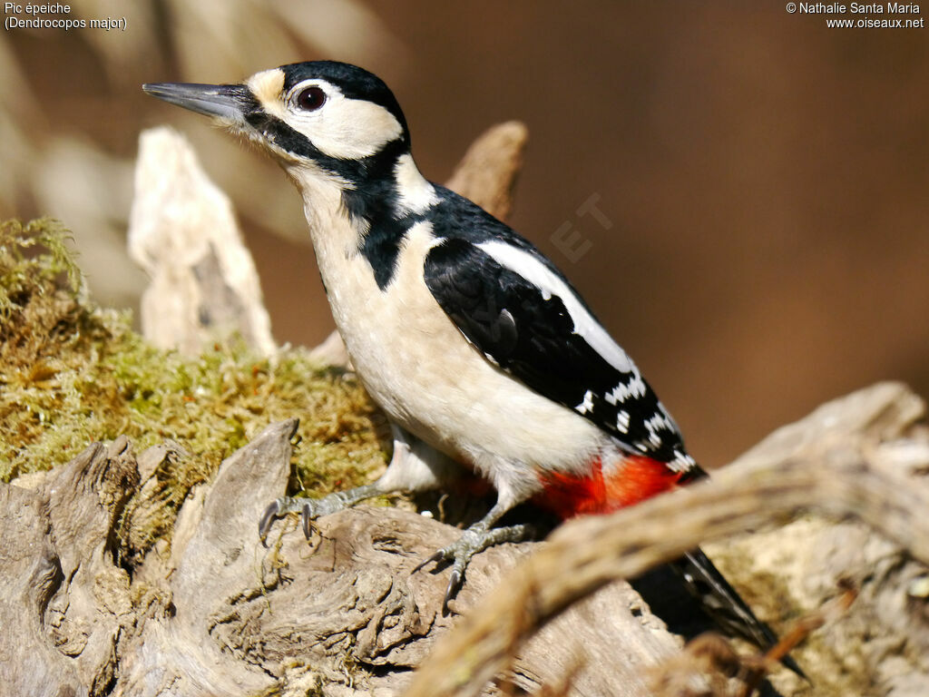 Great Spotted Woodpecker female adult, identification, Behaviour