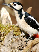 Great Spotted Woodpecker