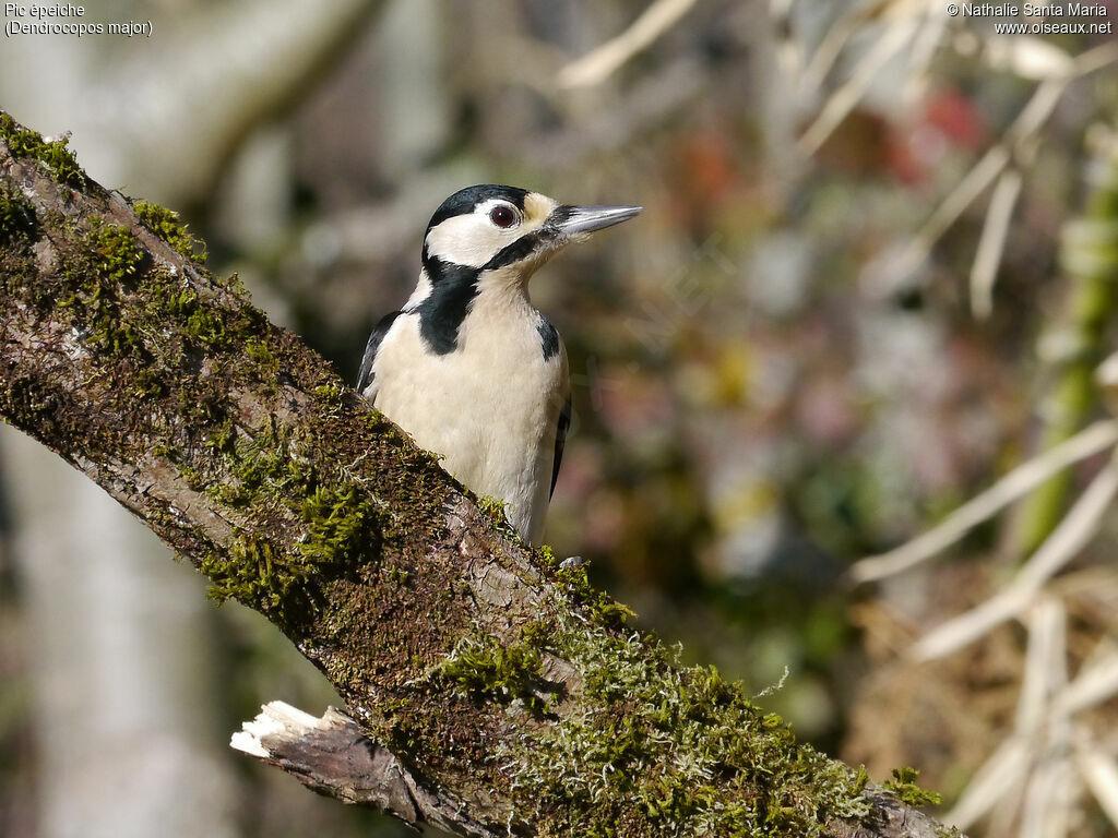 Great Spotted Woodpecker female adult, identification, Behaviour