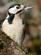 Great Spotted Woodpecker