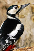 Great Spotted Woodpecker