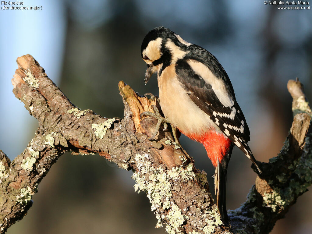 Great Spotted Woodpecker female adult, identification