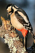 Great Spotted Woodpecker