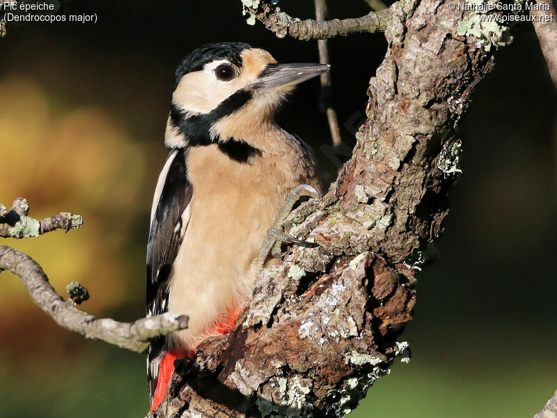 Great Spotted Woodpecker female adult, identification, close-up portrait, Behaviour