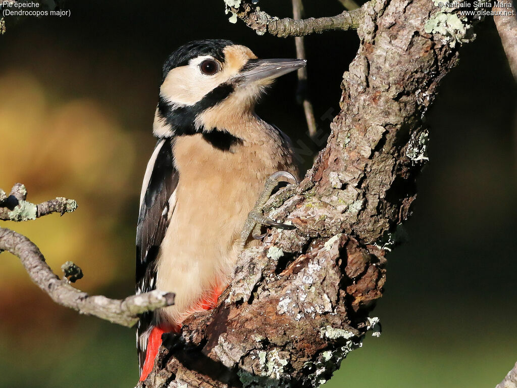 Great Spotted Woodpecker female adult, identification, close-up portrait, Behaviour