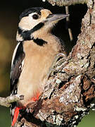 Great Spotted Woodpecker