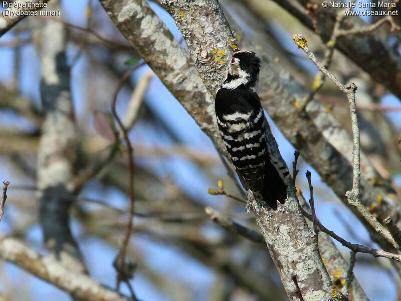 Lesser Spotted Woodpecker female adult, identification, habitat, Behaviour