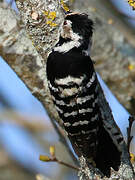 Lesser Spotted Woodpecker