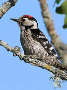 Lesser Spotted Woodpecker