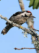 Lesser Spotted Woodpecker