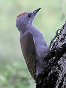 African Grey Woodpecker