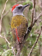 African Grey Woodpecker