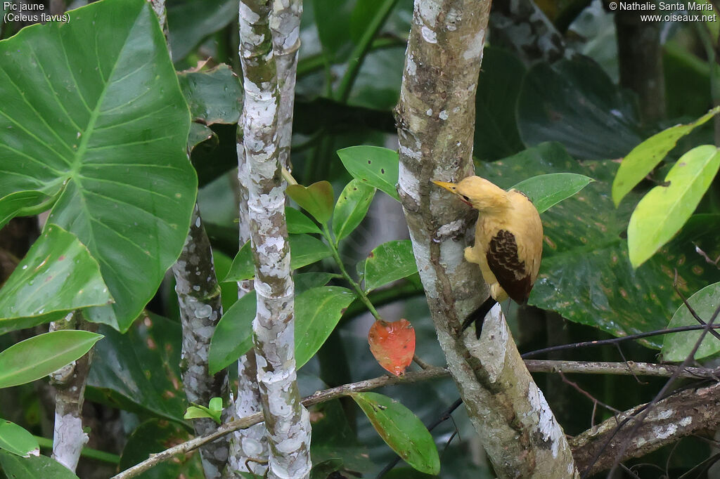 Pic jaune