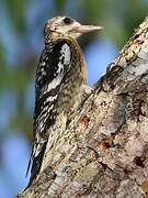 Yellow-bellied Sapsucker