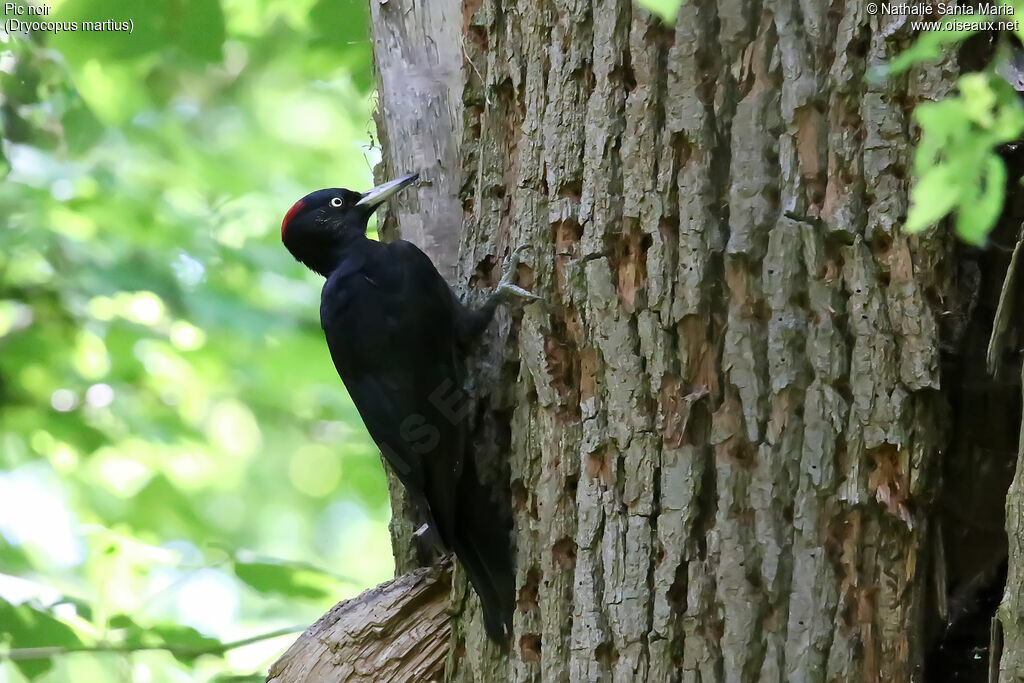 Black Woodpeckeradult, identification