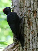 Black Woodpecker