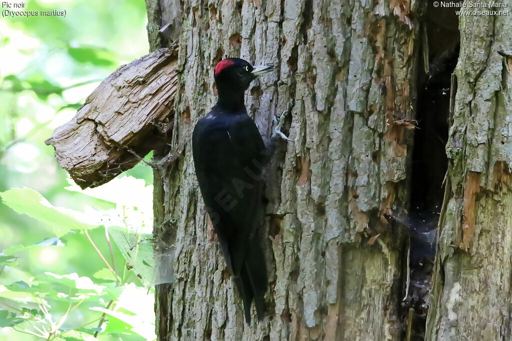 Black Woodpeckeradult, identification, clues