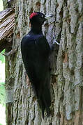 Black Woodpecker