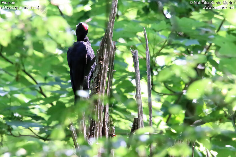 Black Woodpeckeradult, habitat
